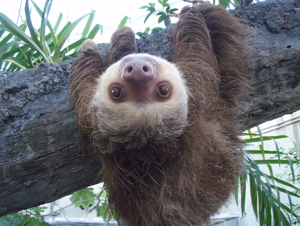 sloth