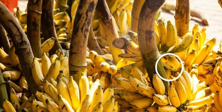 banana.png μπανάνες