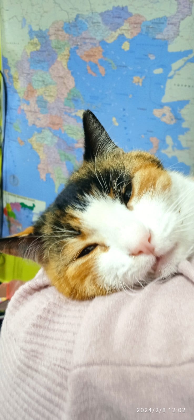 gatoyla_2.jpg gatoyla