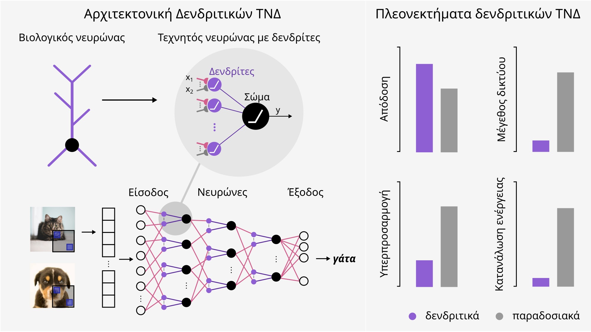 figure_gr.png δενδριτες