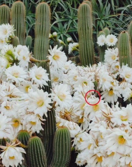 lusi-pseudaisthisi.jpg ψευδαίσθηση