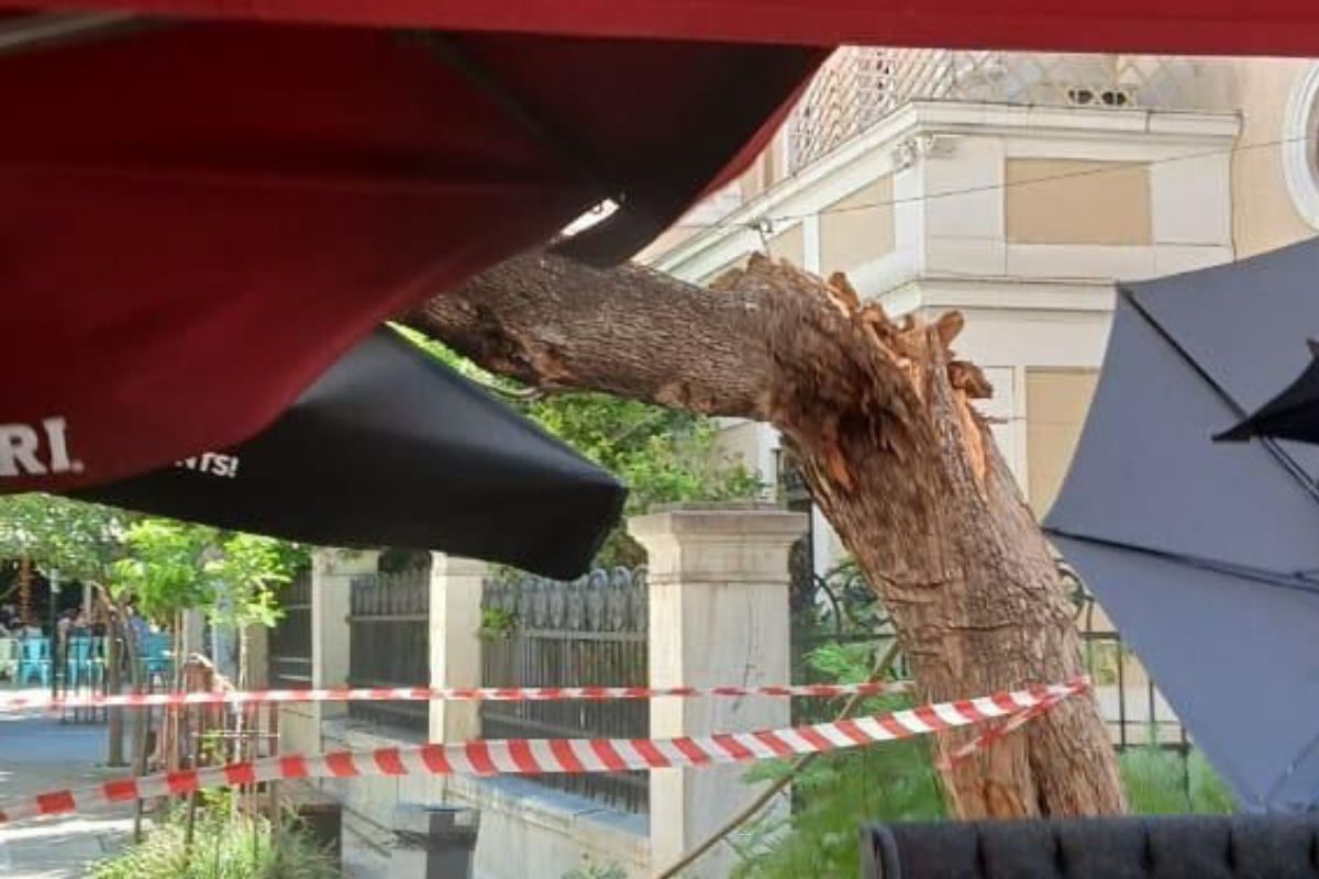 Δέντρο έπεσε στο κέντρο της Αθήνας