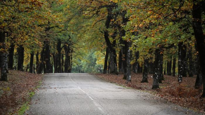 Δάσος της Φολόης