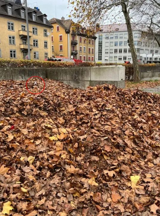 σκύλος σε φύλλα φθινώπορο