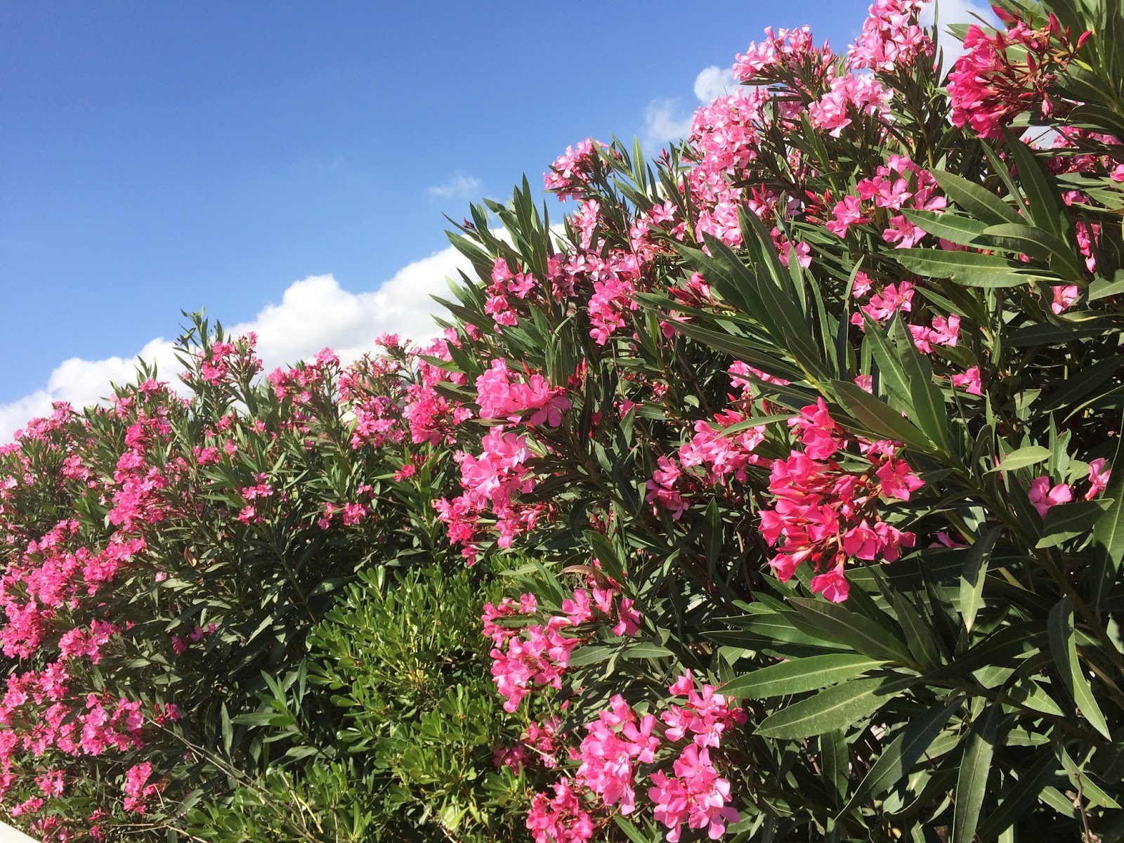 πικροδάφνη