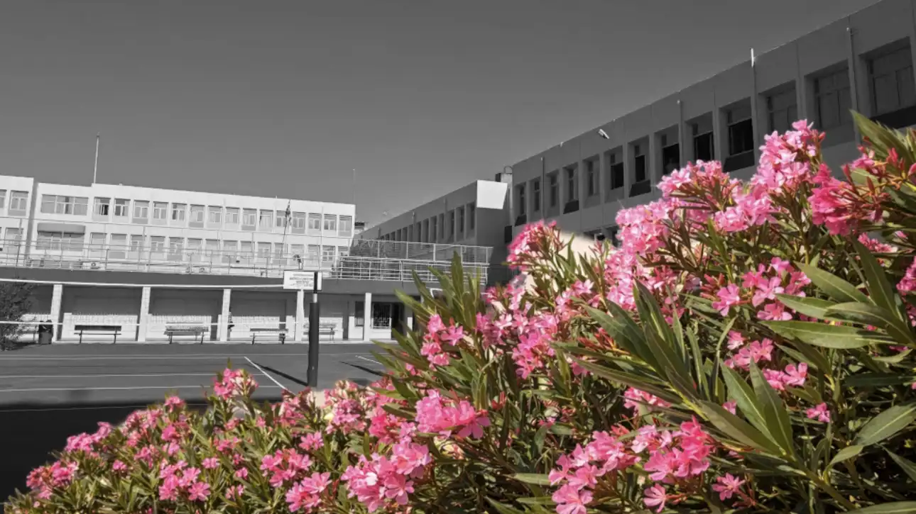 Πικροδάφνη σε σχολείο