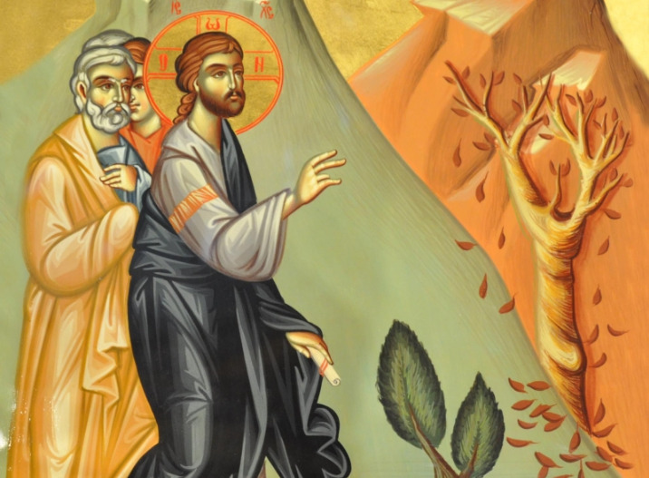 sikia.jpg ξηρανθείσα συκιά