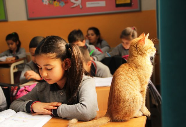 tmg-article_tall_1.jpg γάτα_σχολείο