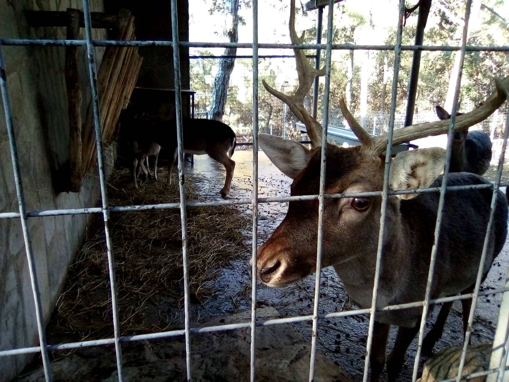 Παρέμβαση κατά του εγκλεισμού ζώων