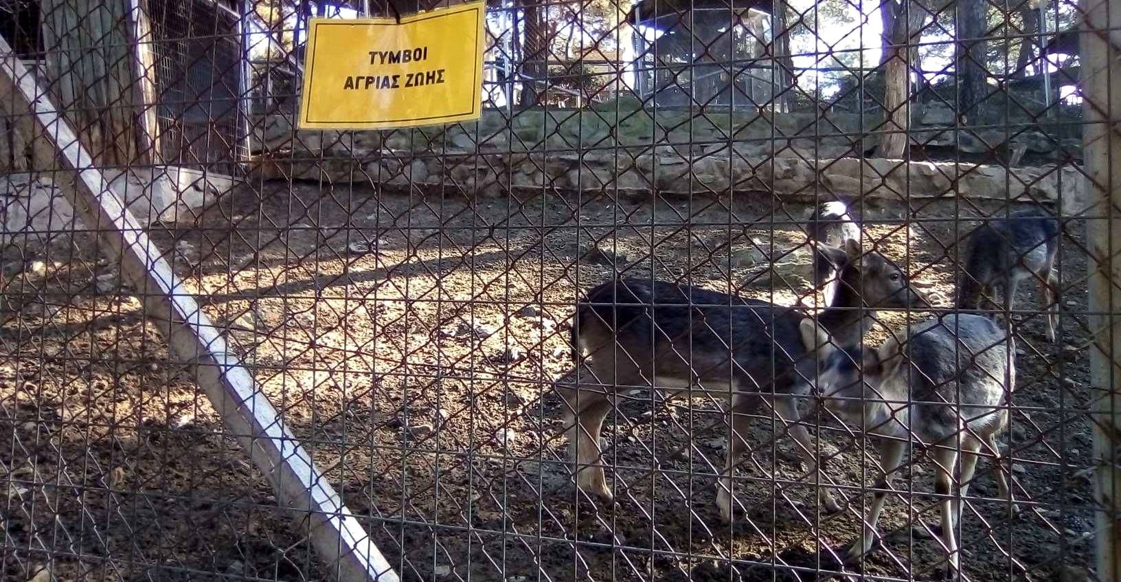 Παρέμβαση κατά του εγκλεισμού ζώων