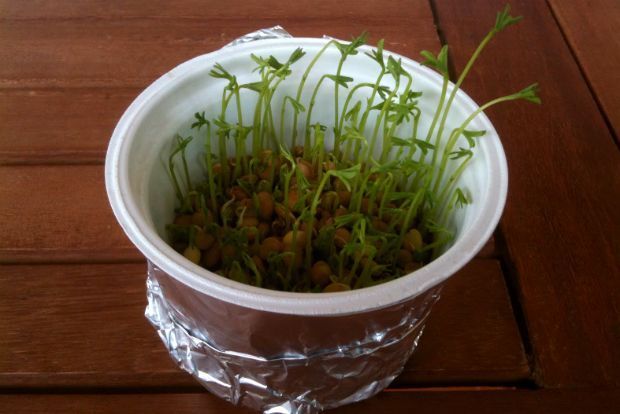 lentils1-thumb-large-thumb-large-thumb-large.jpg φακες κεσεδακι