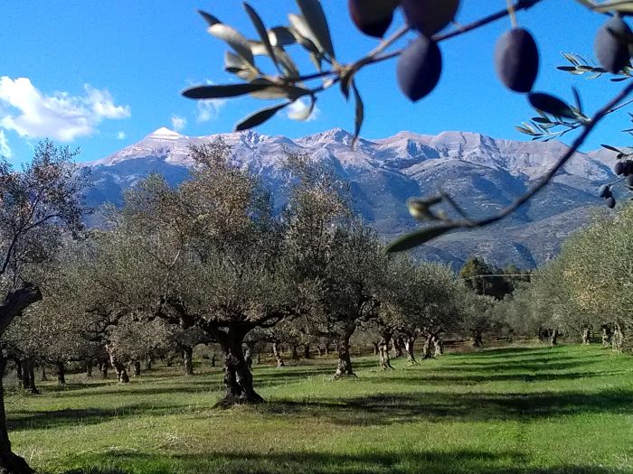 Ελιές Καλαμών