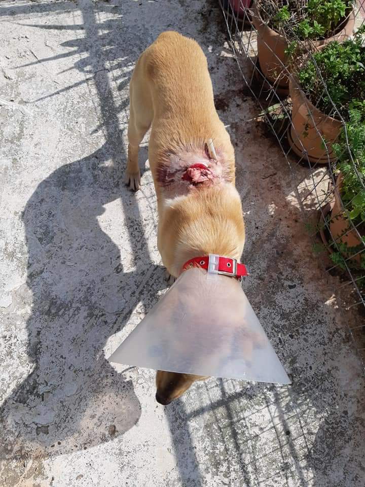 fb_img_1551893005665.jpg σκυλος
