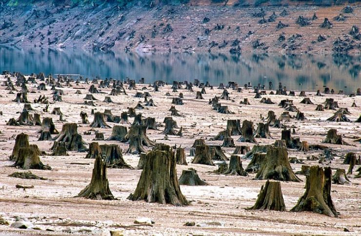 Στο Oregon των Ηνωμένων Πολιτειών αυτό το δάσος χιλίων ετών, έπεσε θύμα αλυσοπρίονων για ένα νέο φράγμα
