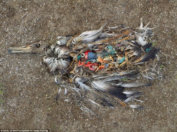 Ένα νεκρό Albatross δείχνει τι συμβαίνει όταν εμείς ρυπαίνουμε. Ένας ζωντανός σκουπιδοτενεκές