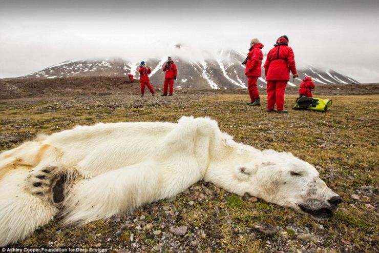 Αυτή η πολική αρκούδα πέθανε από την πείνα, στο Svalvard της Νορβηγίας. Τα κομμάτια πάγου που εξαφανίζονται στερούν από τις αρκούδες και την κατοίκηση και το φαγητό