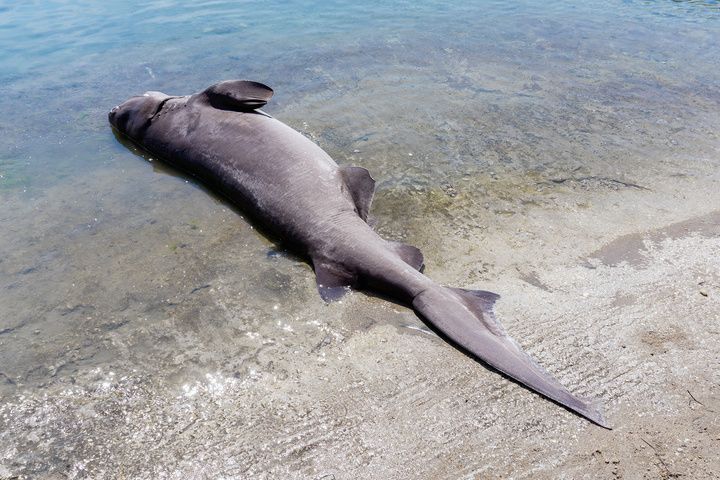 Νεκρός καρχαρίας στη Ρόδο