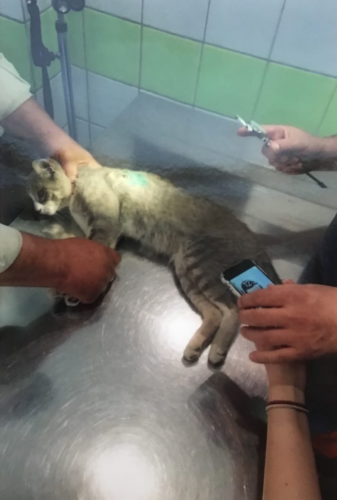 gata_1572019.jpg gata_1572019.jpg