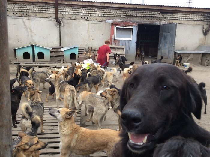 9-year-old-russian-boy-trades-his-art-for-abandoned-dog-food-and-medicine-5da52150b9d7e-700.jpg