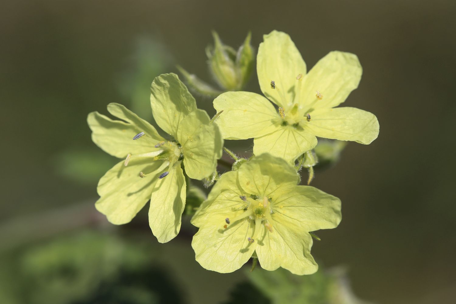 erodium