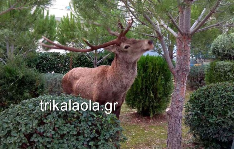elafi1.jpg Ελαφι