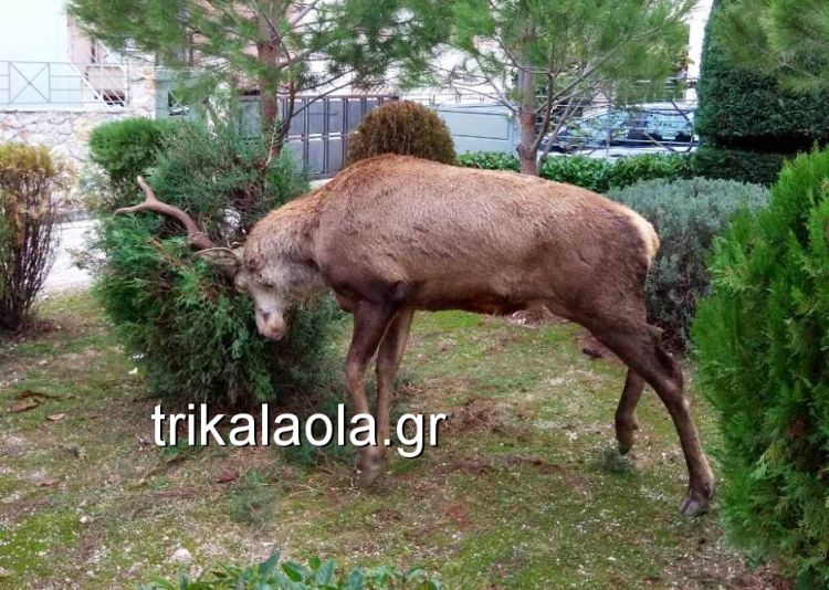 elafi2.jpg Ελαφι