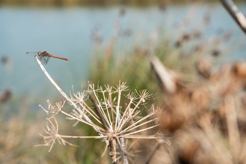 iucn.jpg ygrotopos