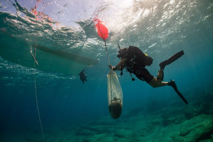 Εικόνα 4. Νομείς και πέτσωμα ναυαγίου των χρόνων της Ελληνικής Επανάστασης (φωτ. F. Kvalo)