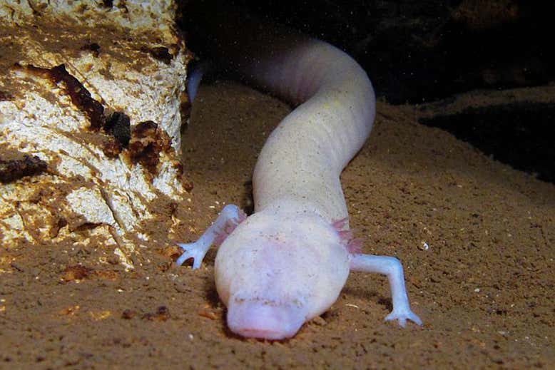 salamandra.jpg salamandra