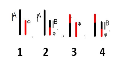 viologia palaio 4