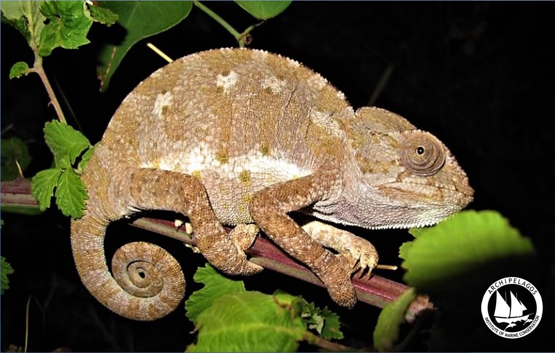 chameleon3