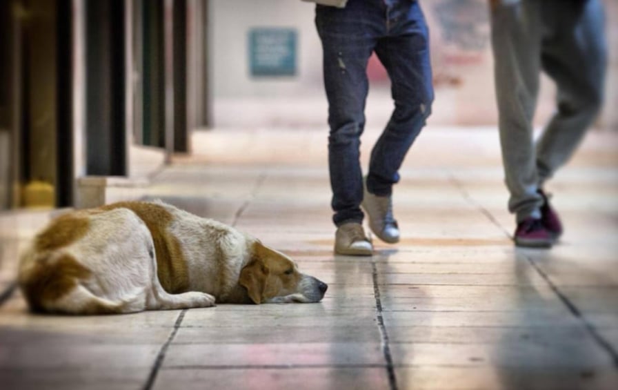 Παγκόσμια ημέρα αδέσποτων ζώων, Κατερίνα Παπαποστόλου