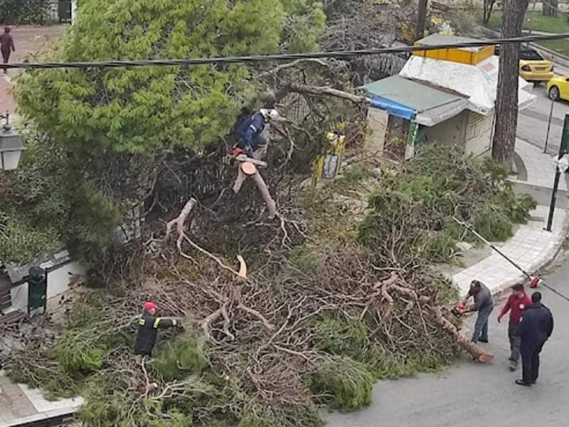 Σχολεία: Παραλίγο τραγωδία στη Μυτιλήνη – Δέντρο έπεσε δίπλα σε μαθητές