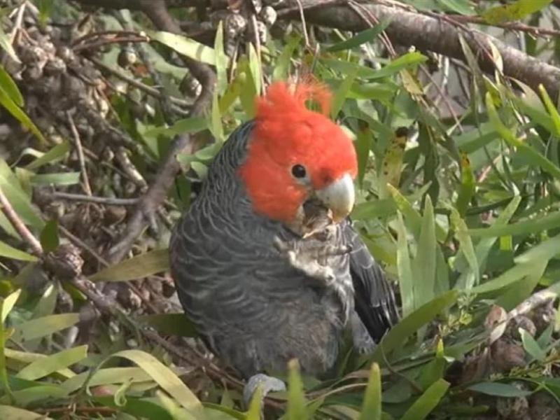 Αυστραλία: Άλμπουμ με τραγούδια πουλιών που κινδυνεύουν με εξαφάνιση σκαρφαλώνει στην κορυφή των charts