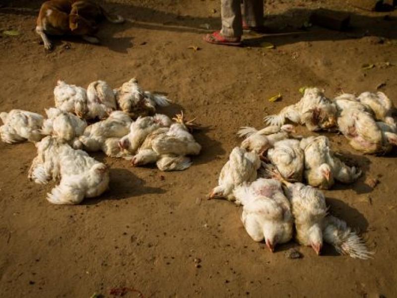 Καθηγητής ΑΠΘ για γρίπη πτηνών: Δεν είναι πάντα απειλητική για τη δημόσια υγεία