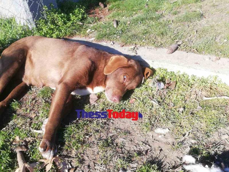 Νάουσα: Τυφλή σκυλίτσα το «έσκασε» από χώρο φιλοξενίας για να βρει τον άνθρωπο που την είχε φροντίσει