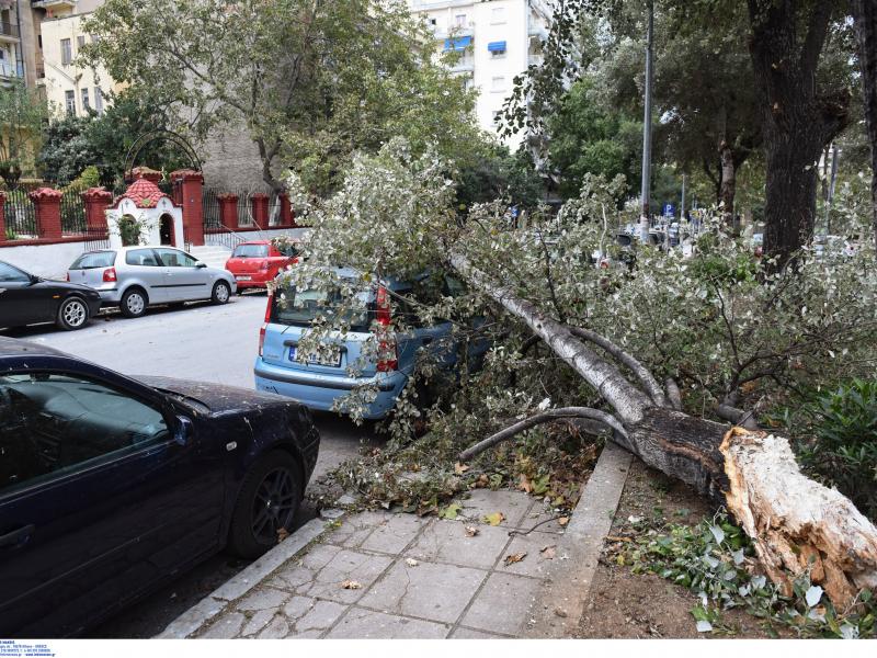 Αποζημιώσεις σε ιδιοκτήτες οχημάτων που υπέστησαν ζημιές από πτώσεις δέντρων