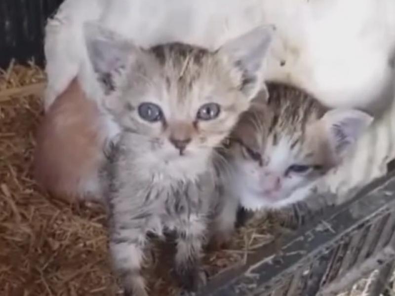 Viral η κότα που κλωσσάει μικρά γατάκια στην Κρήτη - Απίστευτες εικόνες