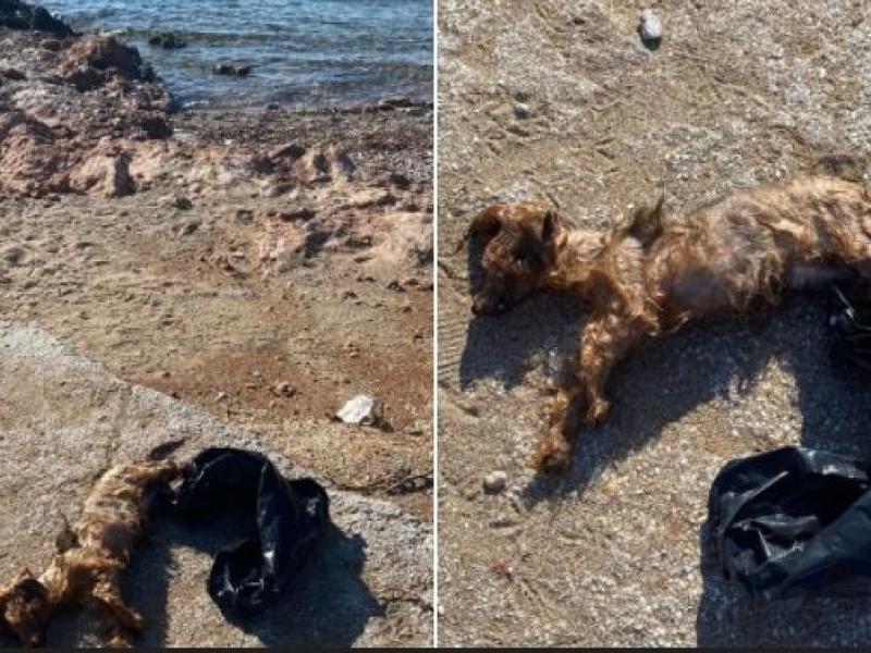 Κτηνωδία στη Βούλα - Πέταξαν σκύλο στη θάλασσα μέσα σε σακούλα