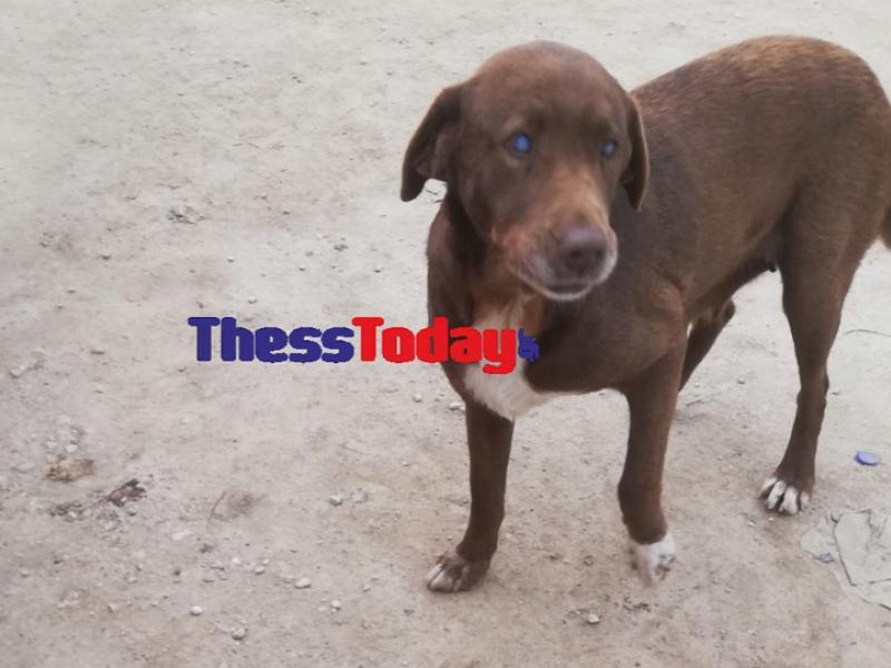 Kτηνωδία: Δηλητηρίασαν την τυφλή σκυλίτσα που περιπλανήθηκε 10 χιλιόμετρα για να βρει τον άνθρωπο που τη φρόντισε