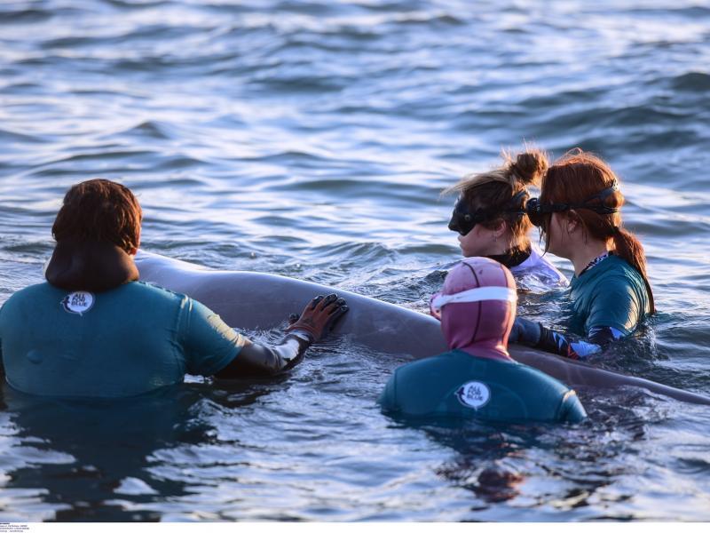 Ζιφιός: «Στήθηκε ένα ωραίο show» – Σοβαρά λάθη στην περίθαλψη της νεαρής φάλαινας