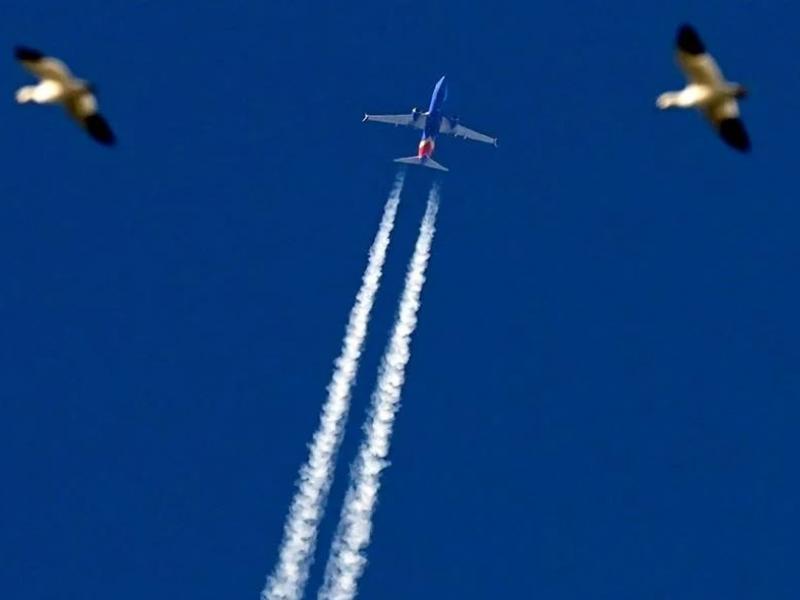αεροπλάνο, ουρανός, πτήση, πουλιά