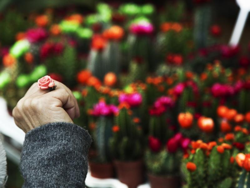 Προσλήψεις μέσω ΑΣΕΠ στην Ανθοκομική Έκθεση Κηφισιάς