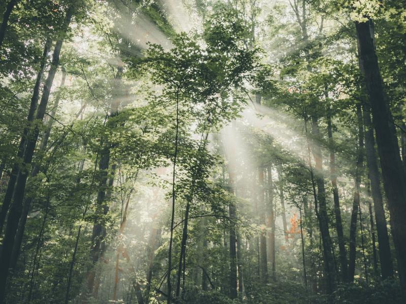 Παγκόσμια Ημέρα Δασών: Οι επιπτώσεις της κλιματικής αλλαγής στη βιοποικιλότητα