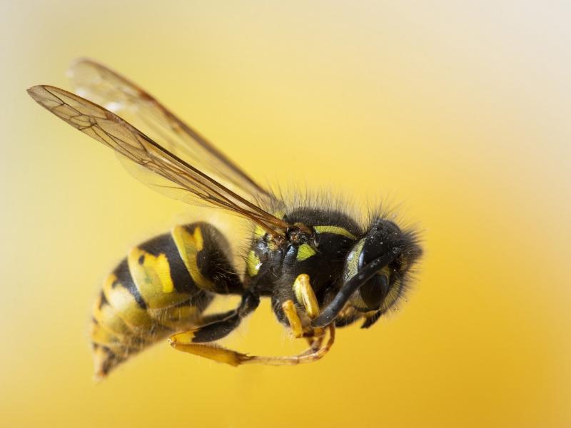 Απίστευτο βίντεο: 30 σφήκες κατασπαράζουν 30.000 μέλισσες