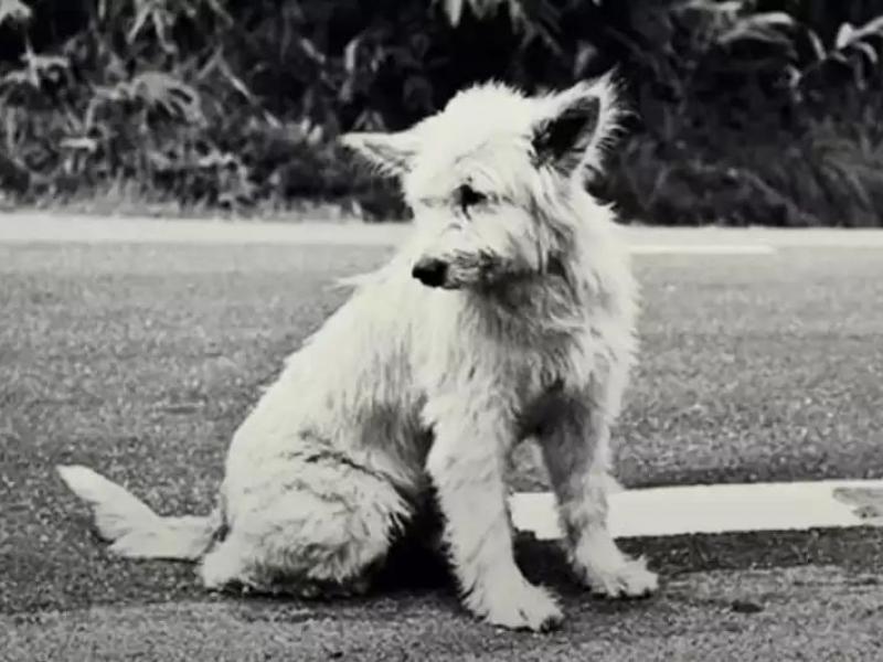 Μια απίστευτη ιστορία: Ο θρυλικός Φερνάντο, ο σκύλος μουσικοκριτικός