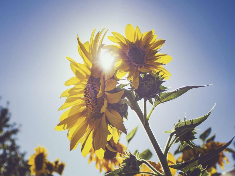 Ποια είναι τα οφέλη του ήλιου στην υγεία- Ποια μορφή καρκίνου «σβήνει»