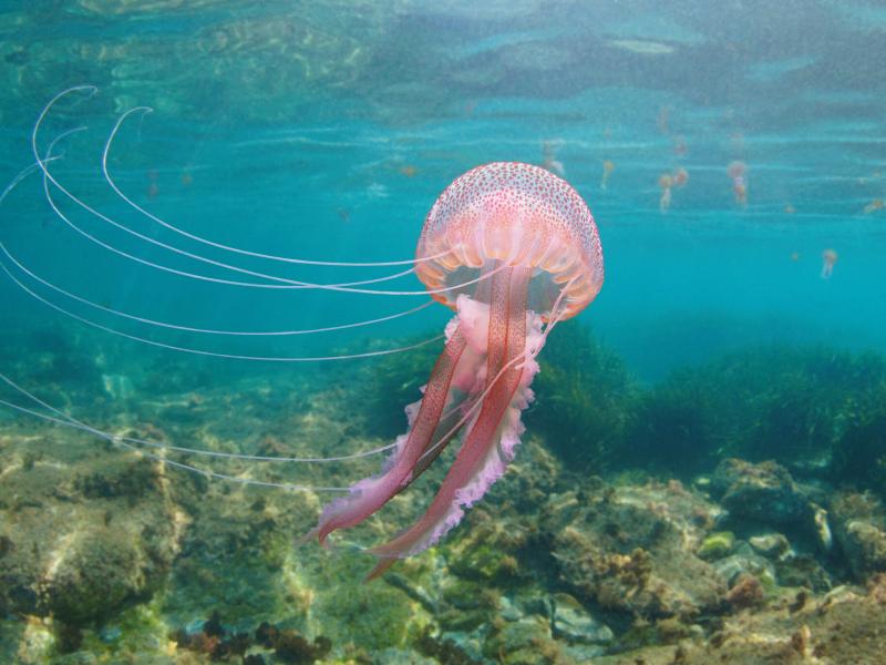 Pelagia noctiluca mov medusa