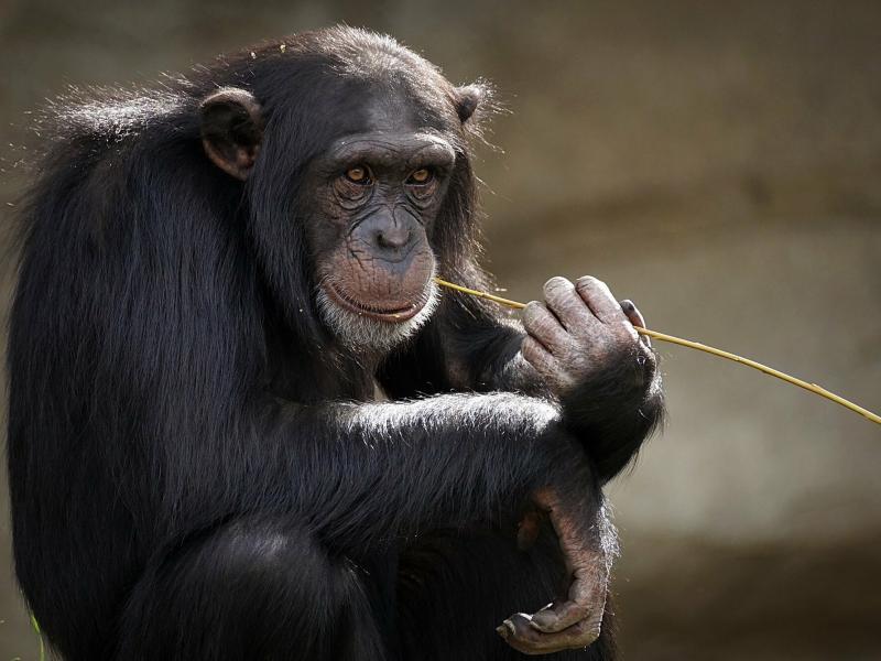 Οι άνθρωποι καταλαβαίνουν τις χειρονομίες που κάνουν οι χιμπατζήδες