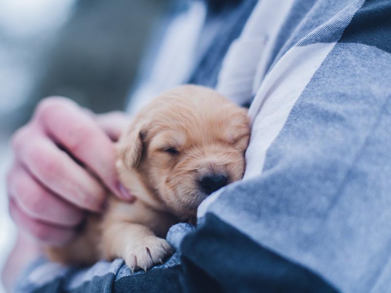 Τι είναι η γρίπη των σκύλων- Πόσο επηρεάζει τους ανθρώπους